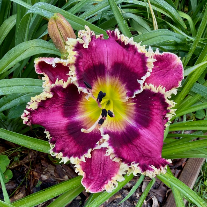 Tumbleweed daylily bloom