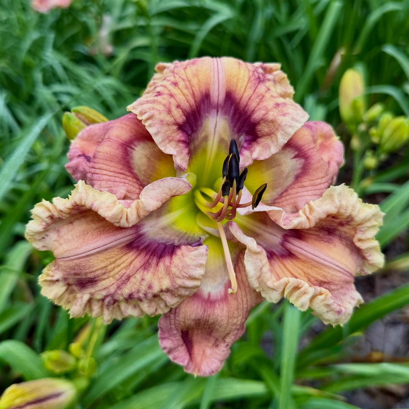 Italian Summer daylily bloom