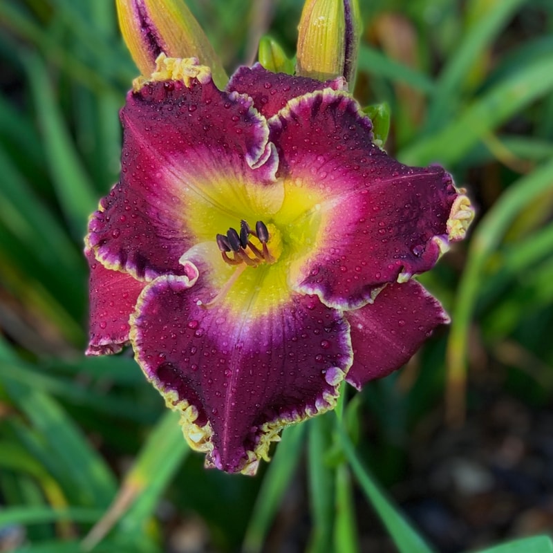 Romeo Prince daylily bloom