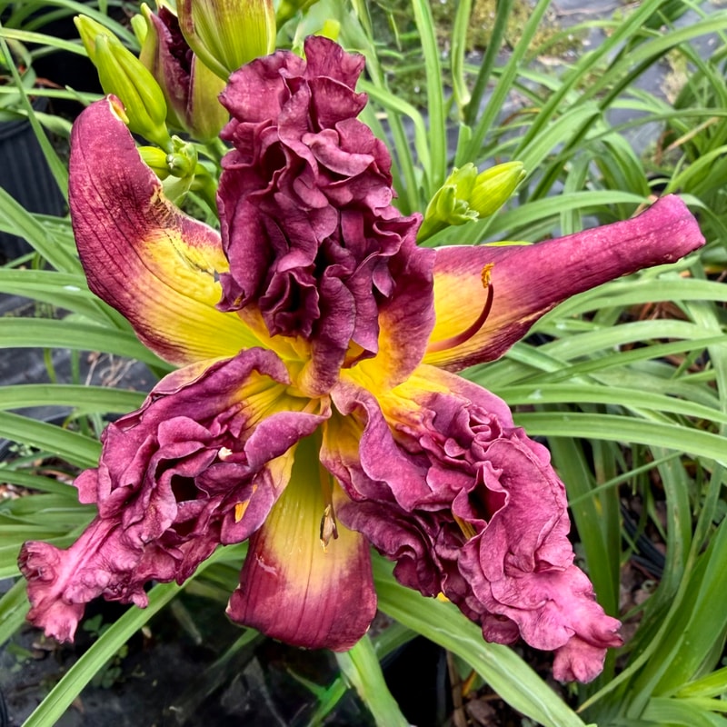 Purple Poodle daylily bloom