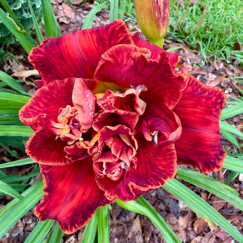Spacecoast Fires of Mordor daylily bloom