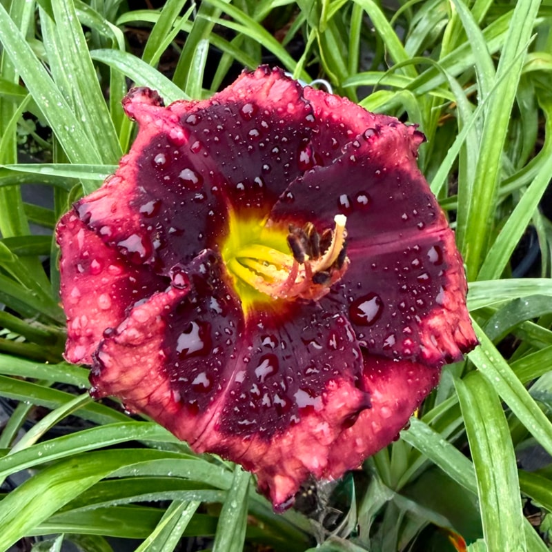 Spacecoast Beyond Bold daylily bloom