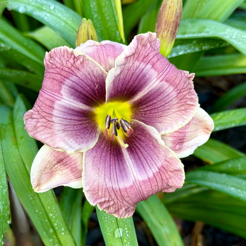 Hurricane Wave from RollingOaksDaylilies