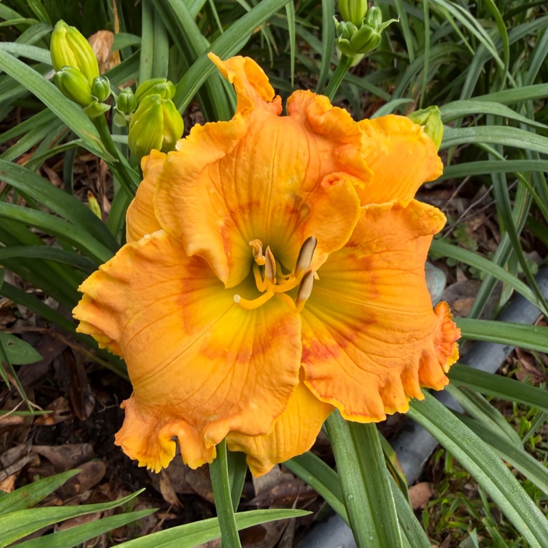 Santa Cruz daylily bloom