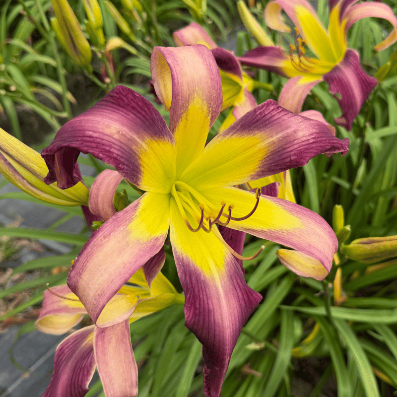 Bali Watercolor from RollingOaksDaylilies