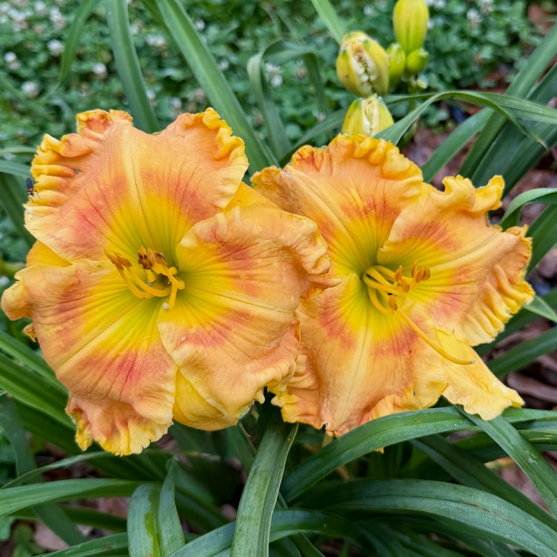 Banana Pancakes daylily bloom