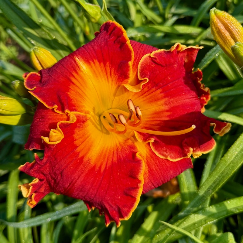 Spacecoast Francis Busby daylily bloom