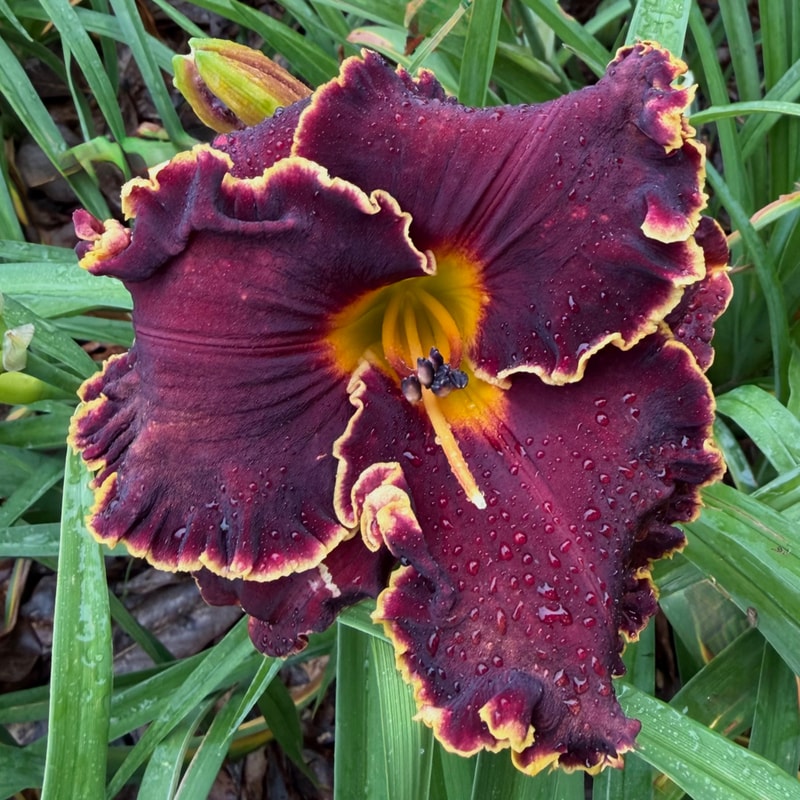 Spacecoast Hollywood Knights daylily bloom