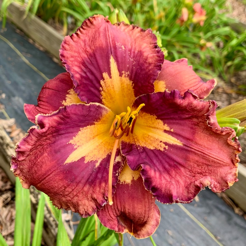 Spacecoast Modern Symmetry listing image