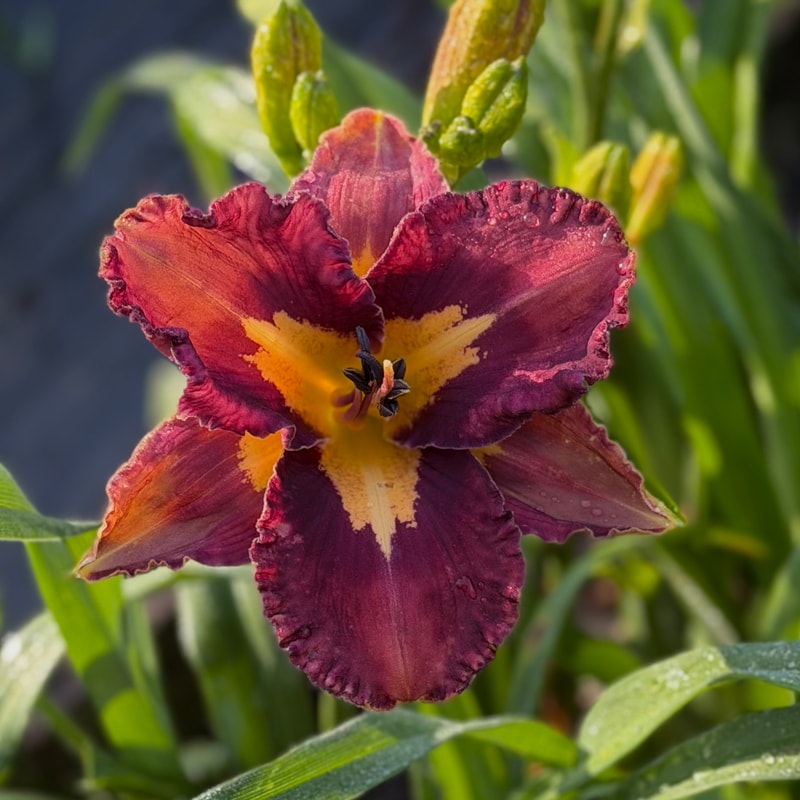 Spacecoast Modern Symmetry daylily bloom