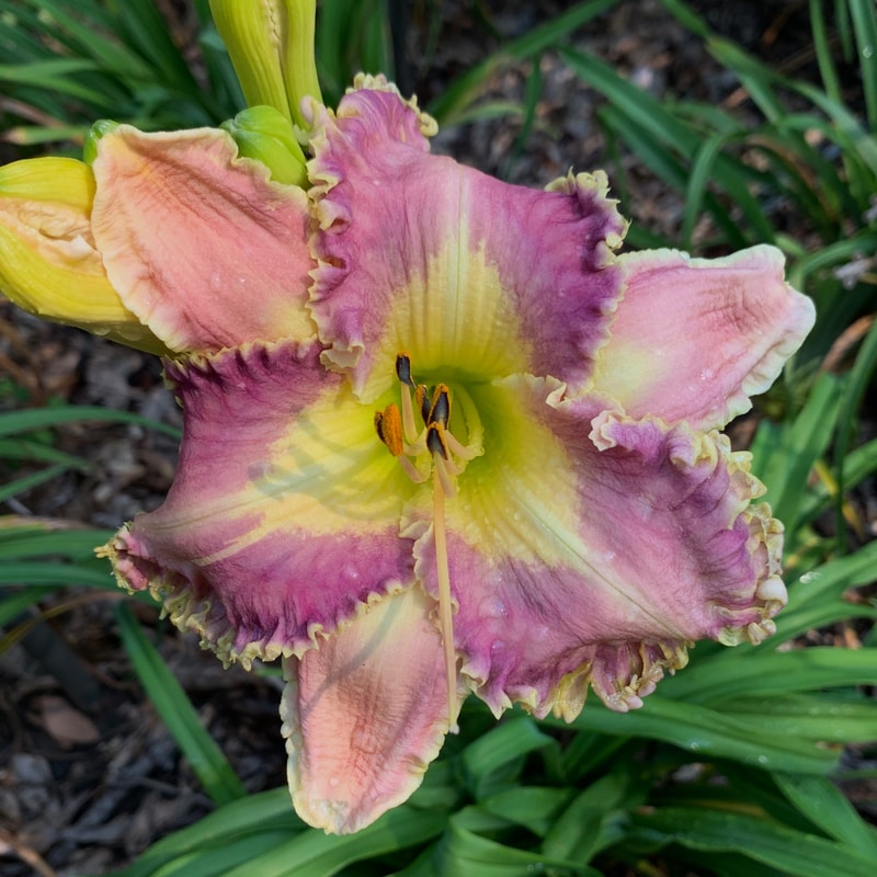 Spacecoast Moonlight Orchid from RollingOaksDaylilies