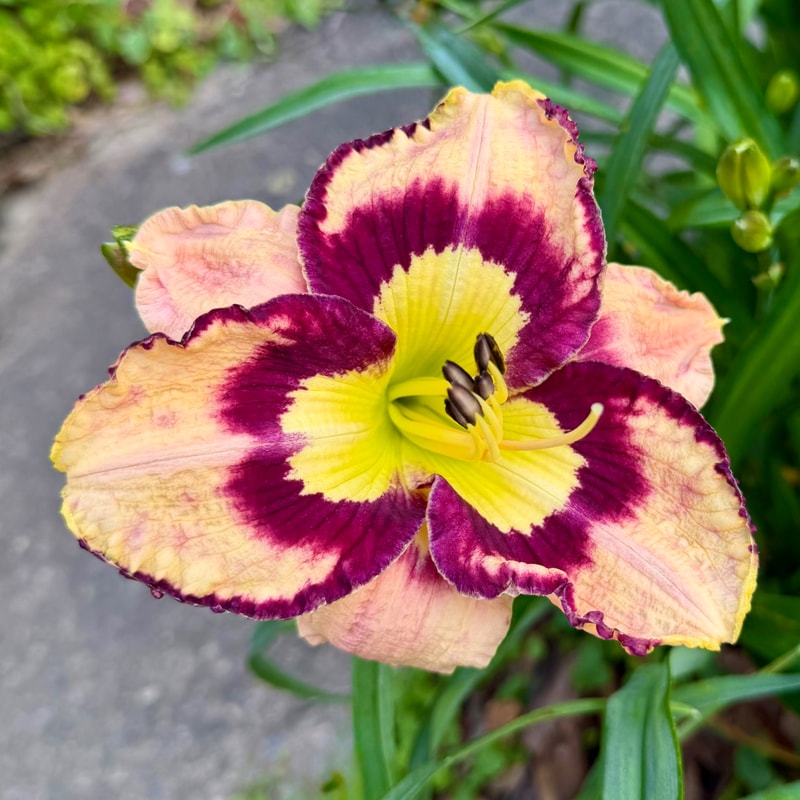 Spacecoast Sea Shells daylily bloom