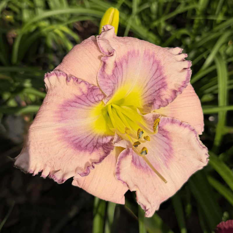 Stimulus Package from RollingOaksDaylilies