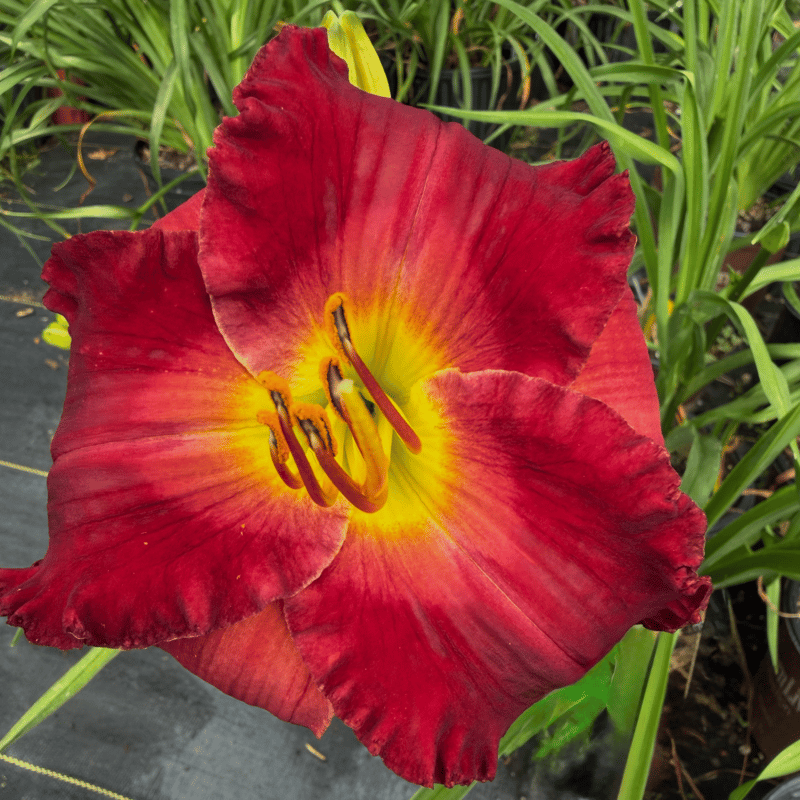 Tennessee Treasure from RollingOaksDaylilies
