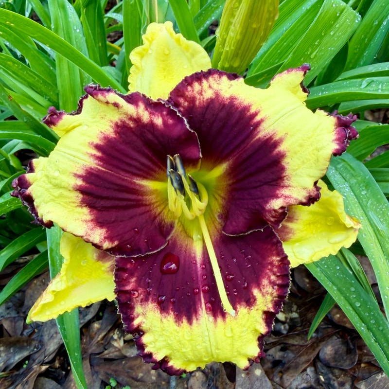 The Bravo Brigade daylily bloom