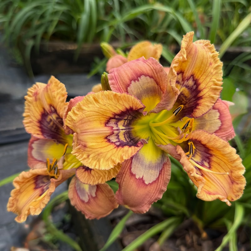 The One Ring daylily bloom