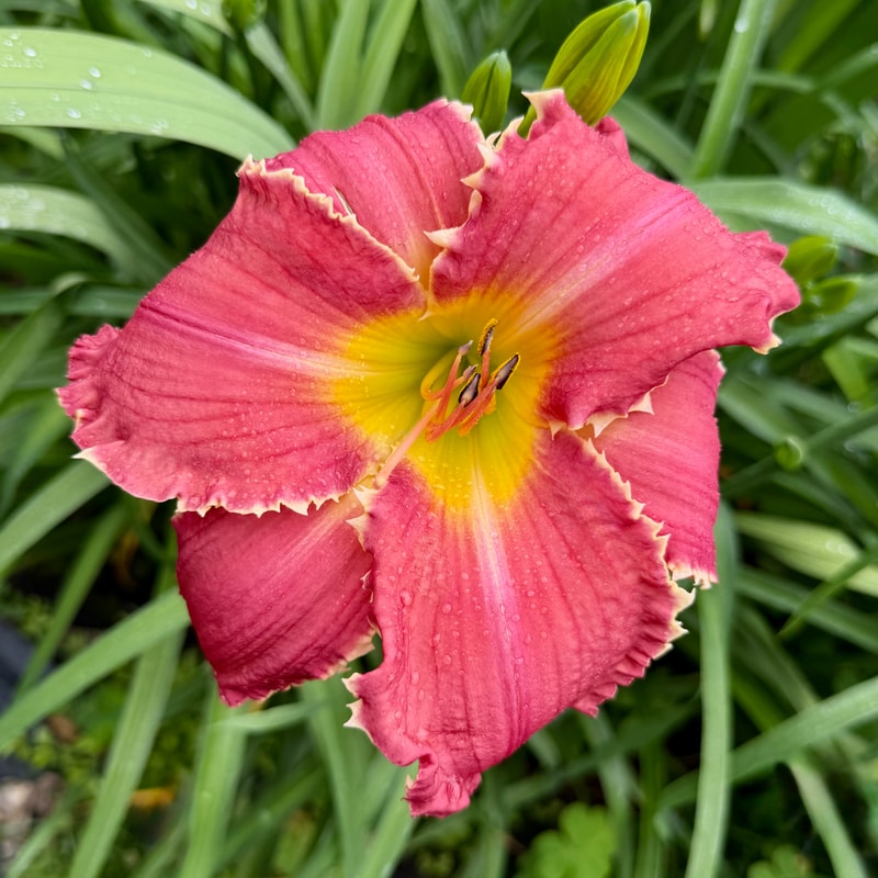 Tradition With A Twist daylily bloom