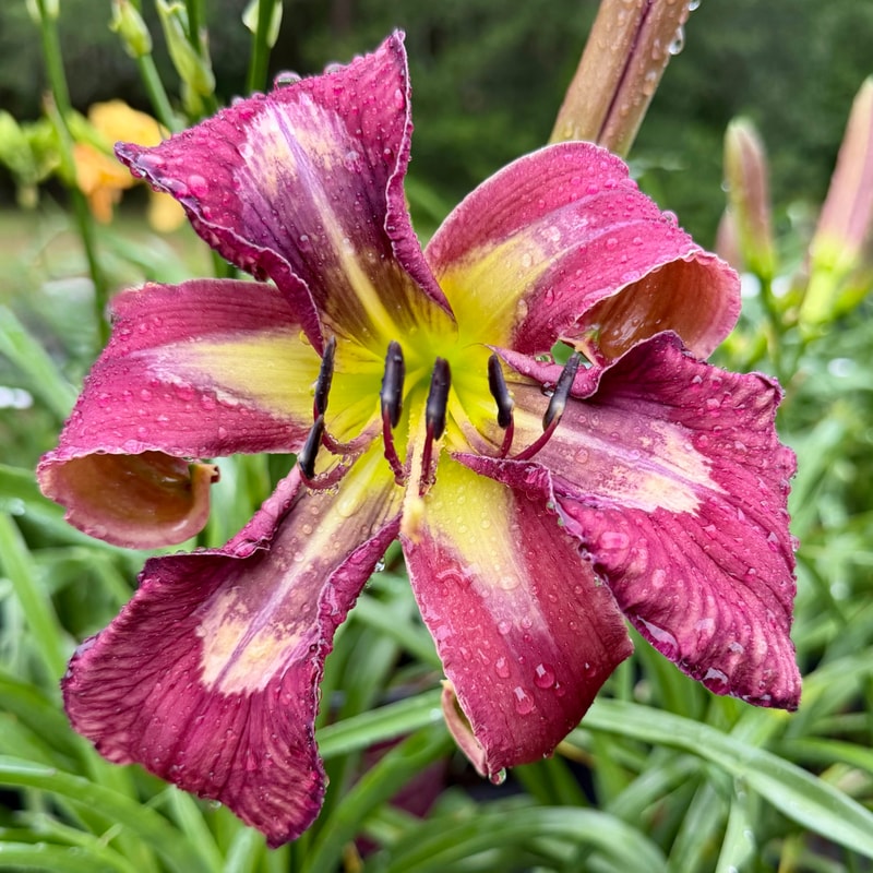 Happy Hawaiian daylily bloom