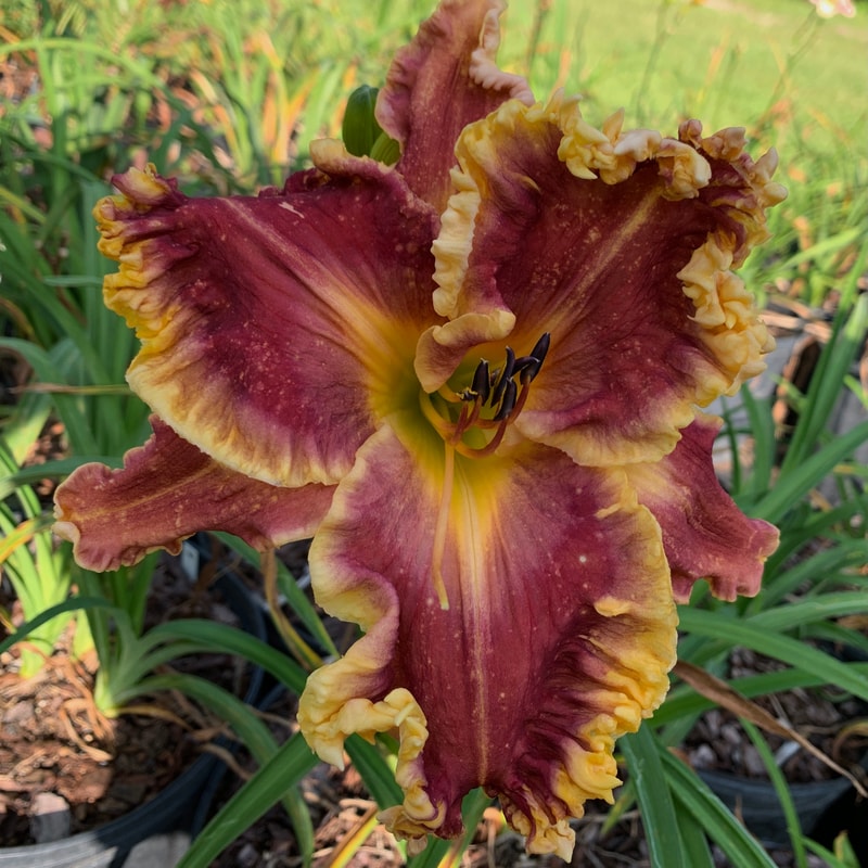 Debbie's Love from RollingOaksDaylilies