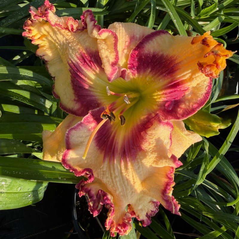 No Fear daylily bloom