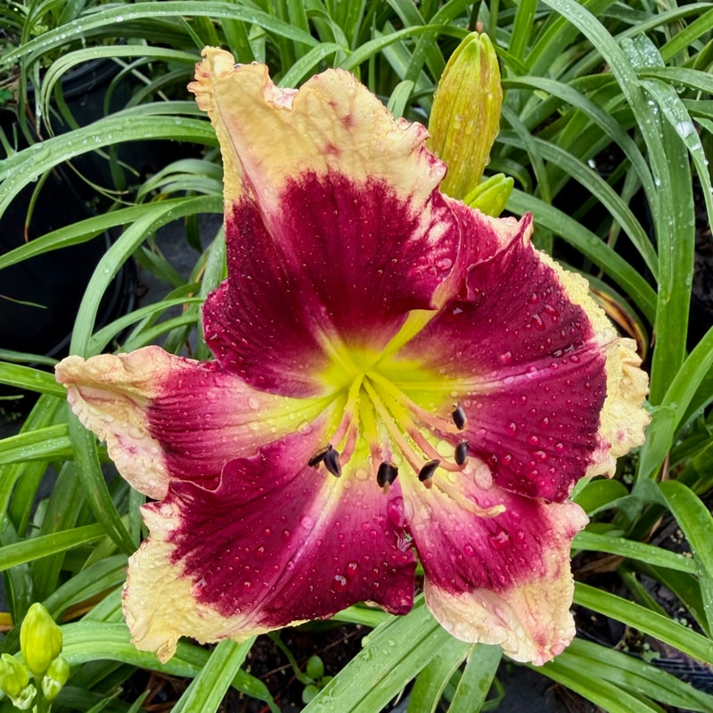 Not to be Forgotten daylily bloom