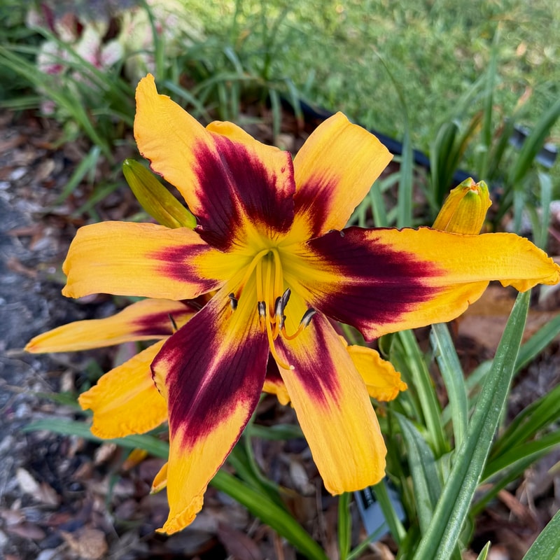 The Wasp daylily bloom