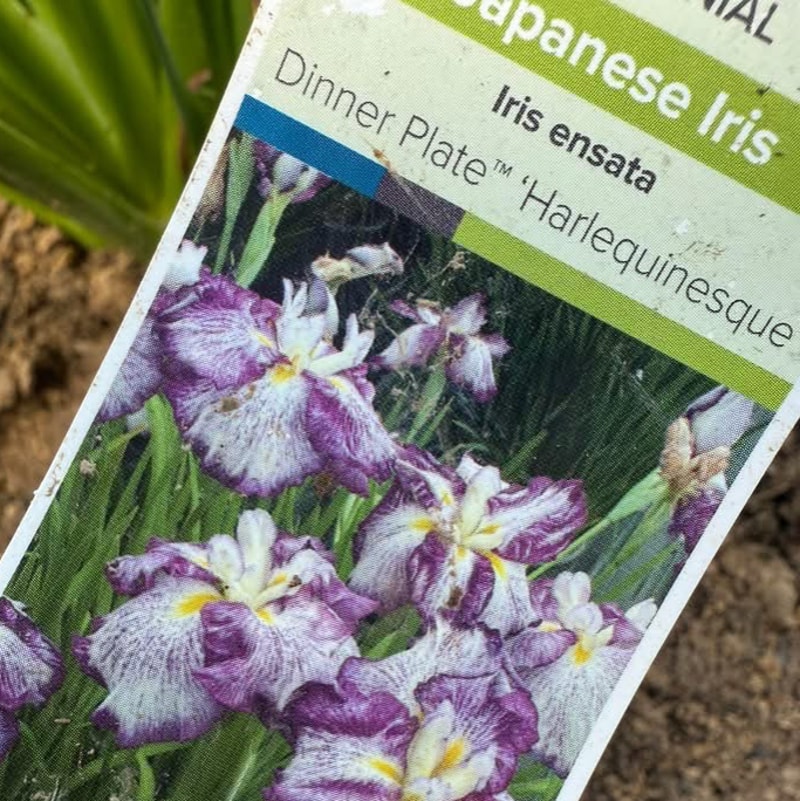 Cheesecake Dinner Plate daylily bloom