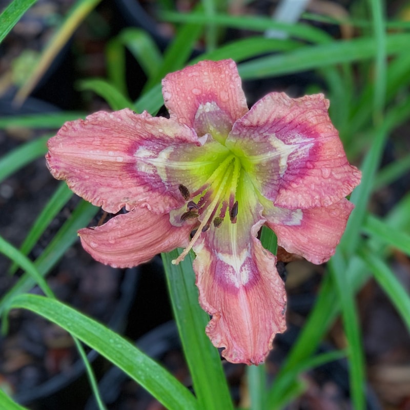 Talquin's Broken Arrow daylily bloom
