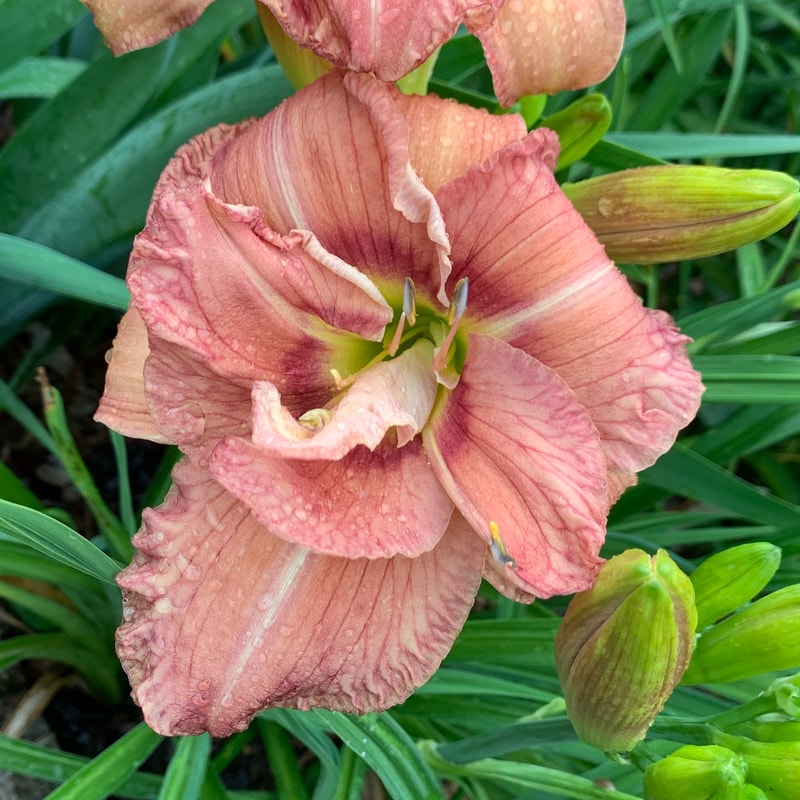 Buddy's Gary daylily bloom