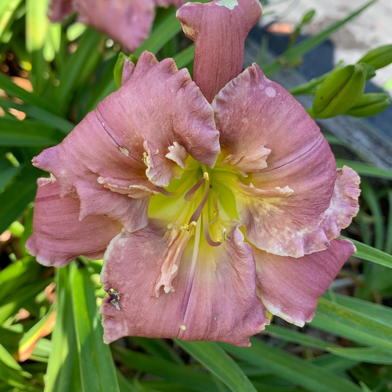 Dan Patch daylily bloom