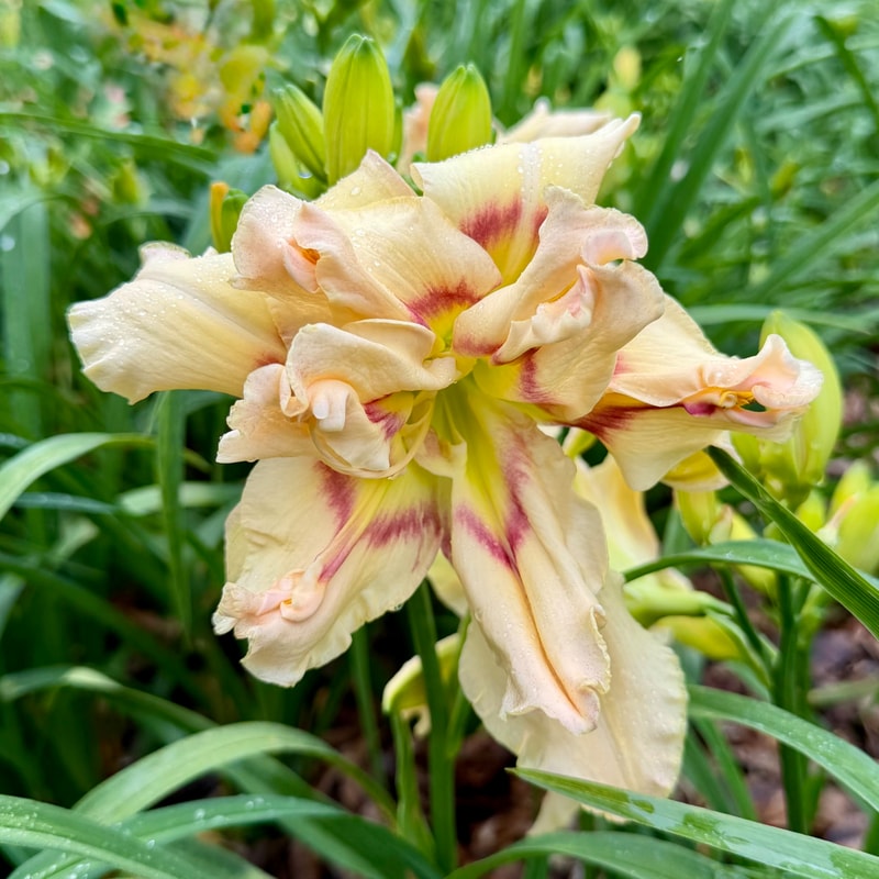 It's All up in There from RollingOaksDaylilies