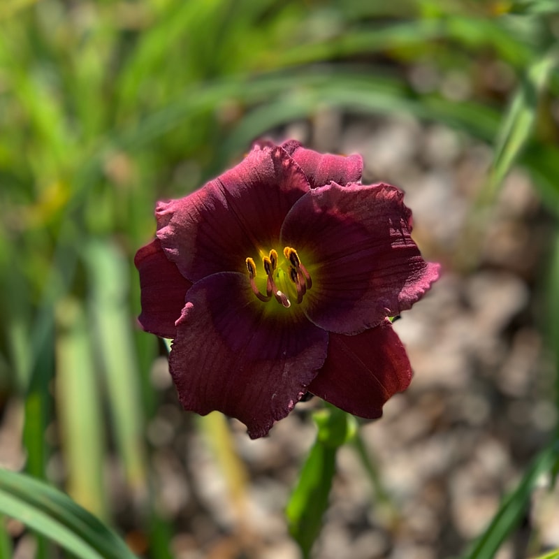 Purple Phantom daylily bloom
