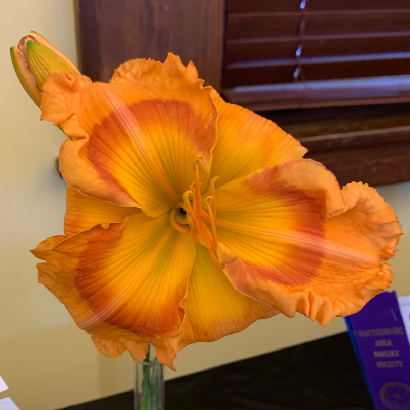 Pinebelt Kaleidoscope daylily bloom