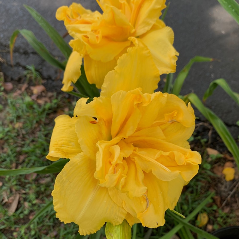 Westfarms Late Show daylily bloom