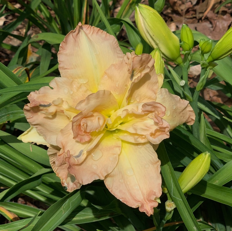 Westfarms Pink Bouquet  daylily bloom