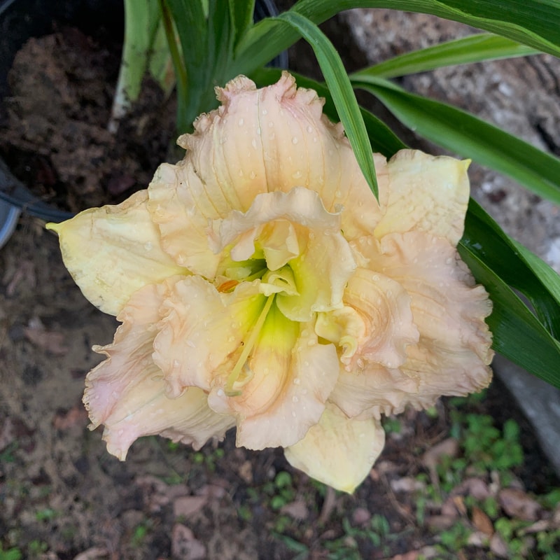 Westfarms Double Cream Puff daylily bloom