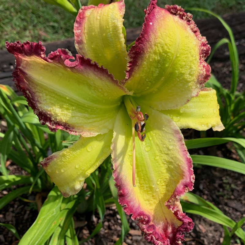 Mister Green daylily bloom