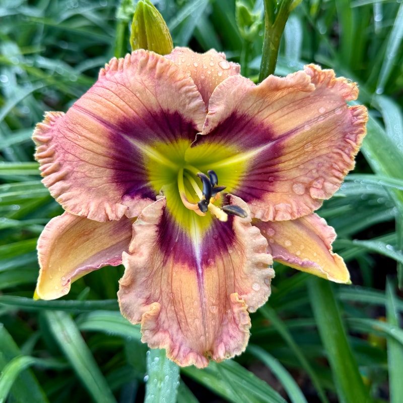 Joy on a Stick daylily bloom