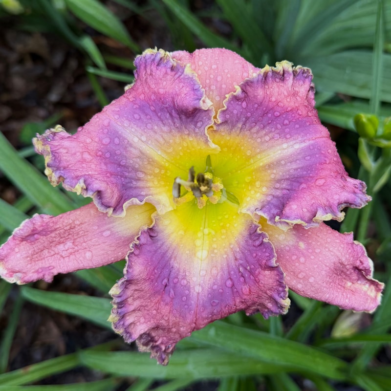 Pinewood Mirror Lake daylily bloom