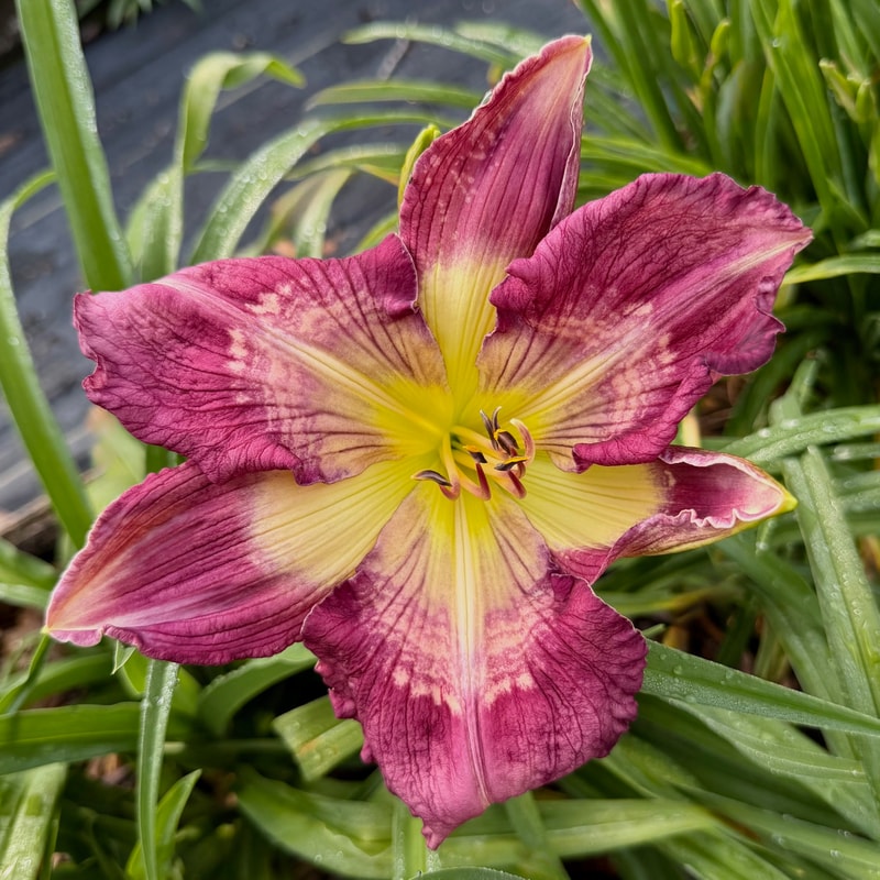 Purple Pathways daylily bloom