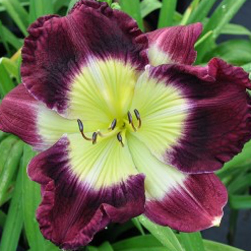 Use Your Words daylily bloom