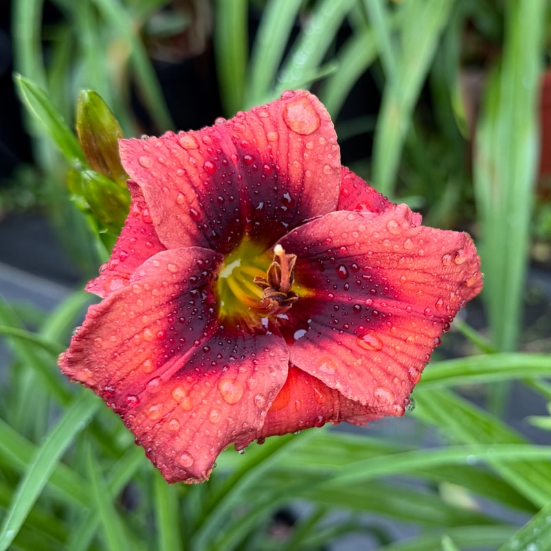 Suburban Louise Talley daylily bloom