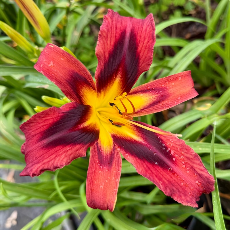 Heavenly Tiger Tails daylily bloom