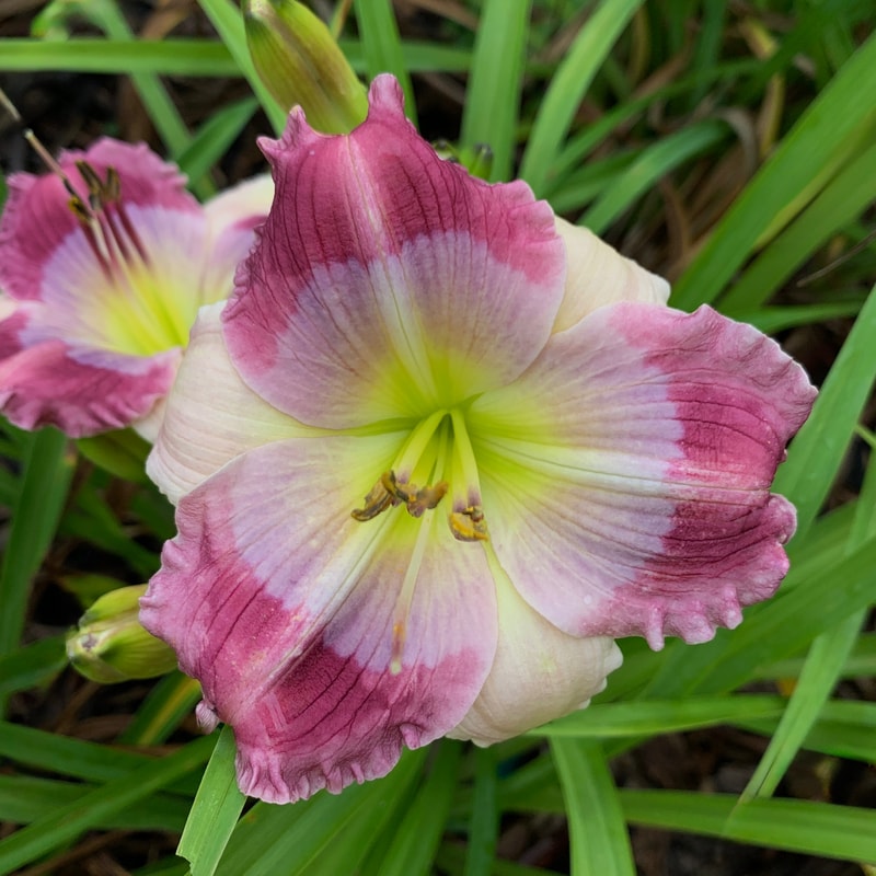 25-155 daylily bloom