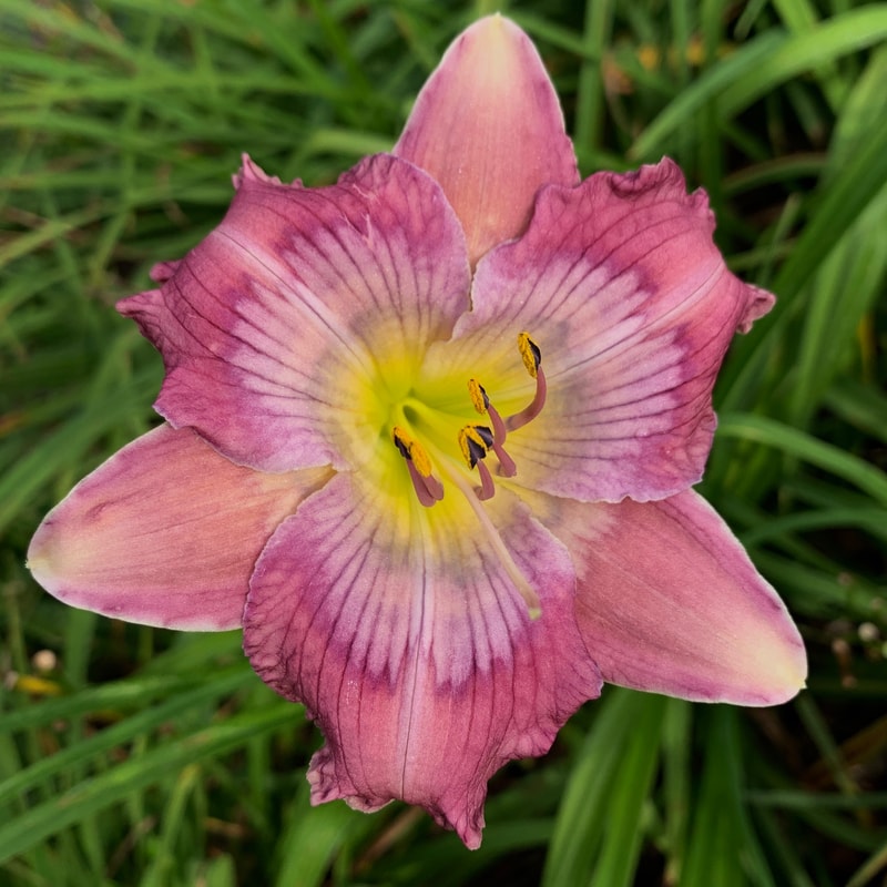 25-159 daylily bloom