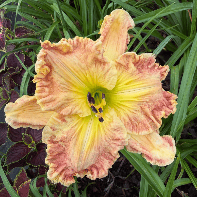 Archangel Ariel from RollingOaksDaylilies