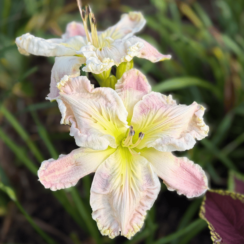 King Scollop from RollingOaksDaylilies