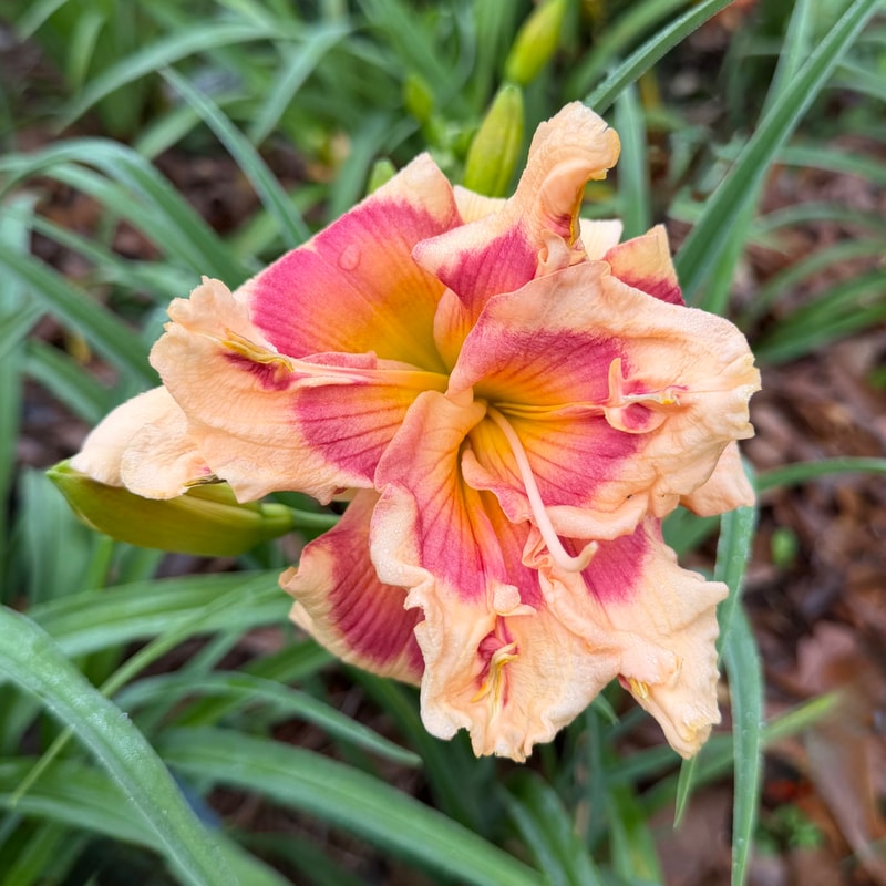 Forty Second Street daylily bloom