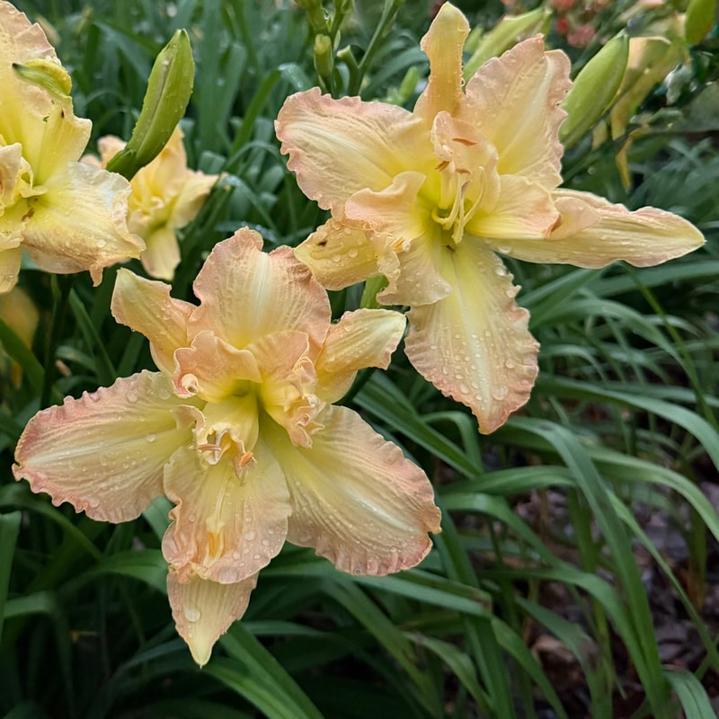 Nancy Likes It daylily bloom
