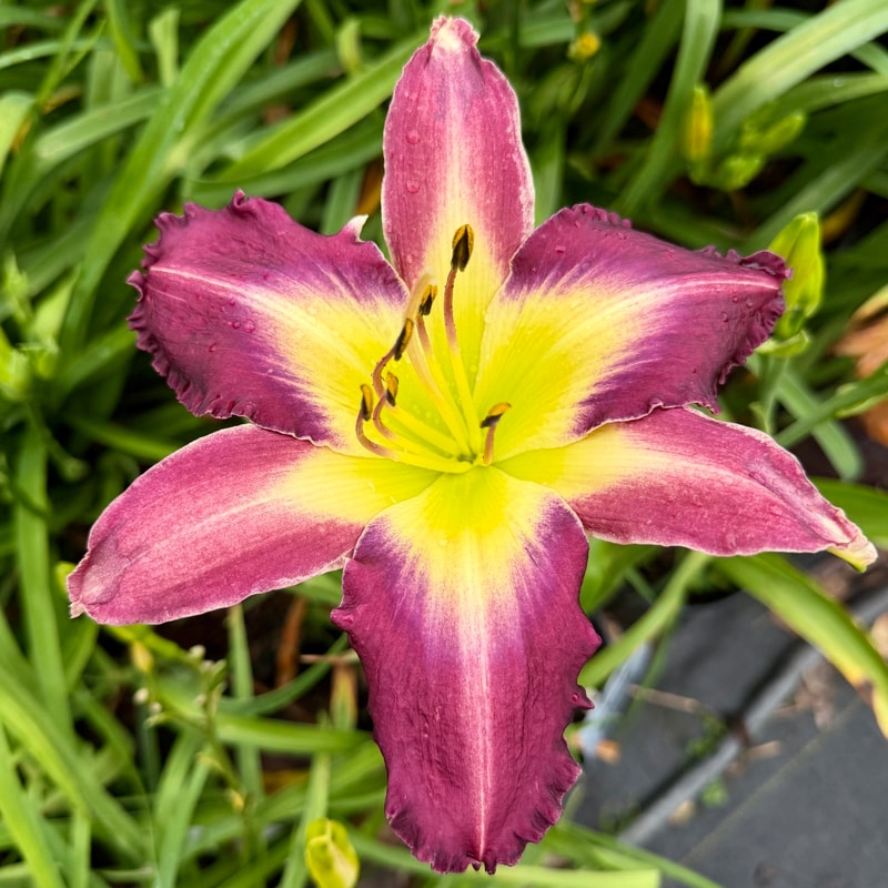 Back Scratcher from RollingOaksDaylilies